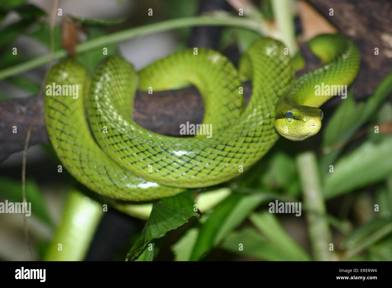 serpent vert Banque D'Images