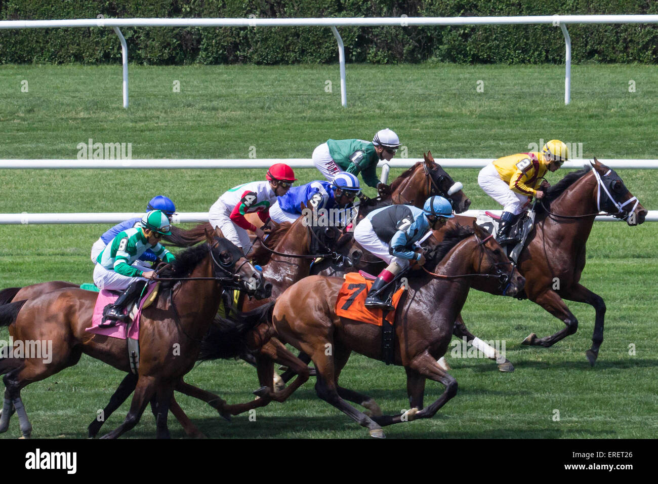 Tout de suite- Un groupe de coureurs de l'éclaté de grilles de départ au début d'une course à Belmont Park NY Banque D'Images