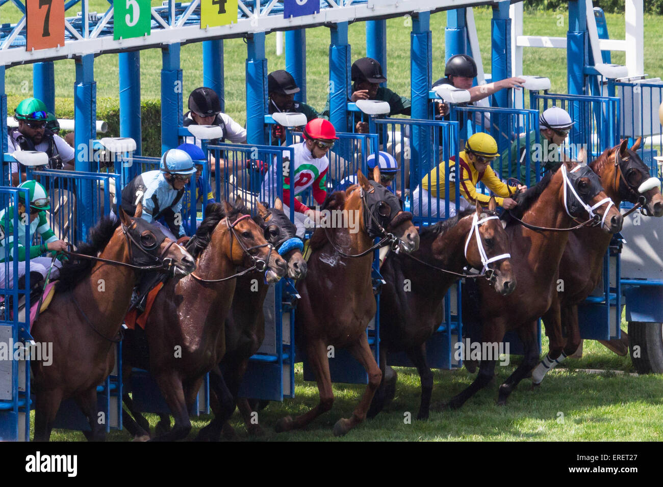 Les grilles de départ- élevage de chevaux de course pour aller éclater hors de leurs positions de départ le moment où les portes ouvrent à Belmont Park NY Banque D'Images