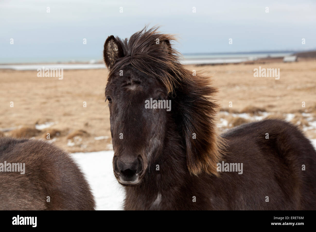 Portrait d'un cheval noir sur un pré Banque D'Images