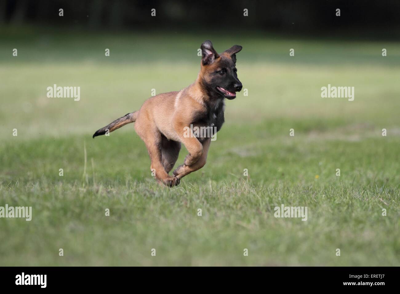 jeune Malinois Banque D'Images