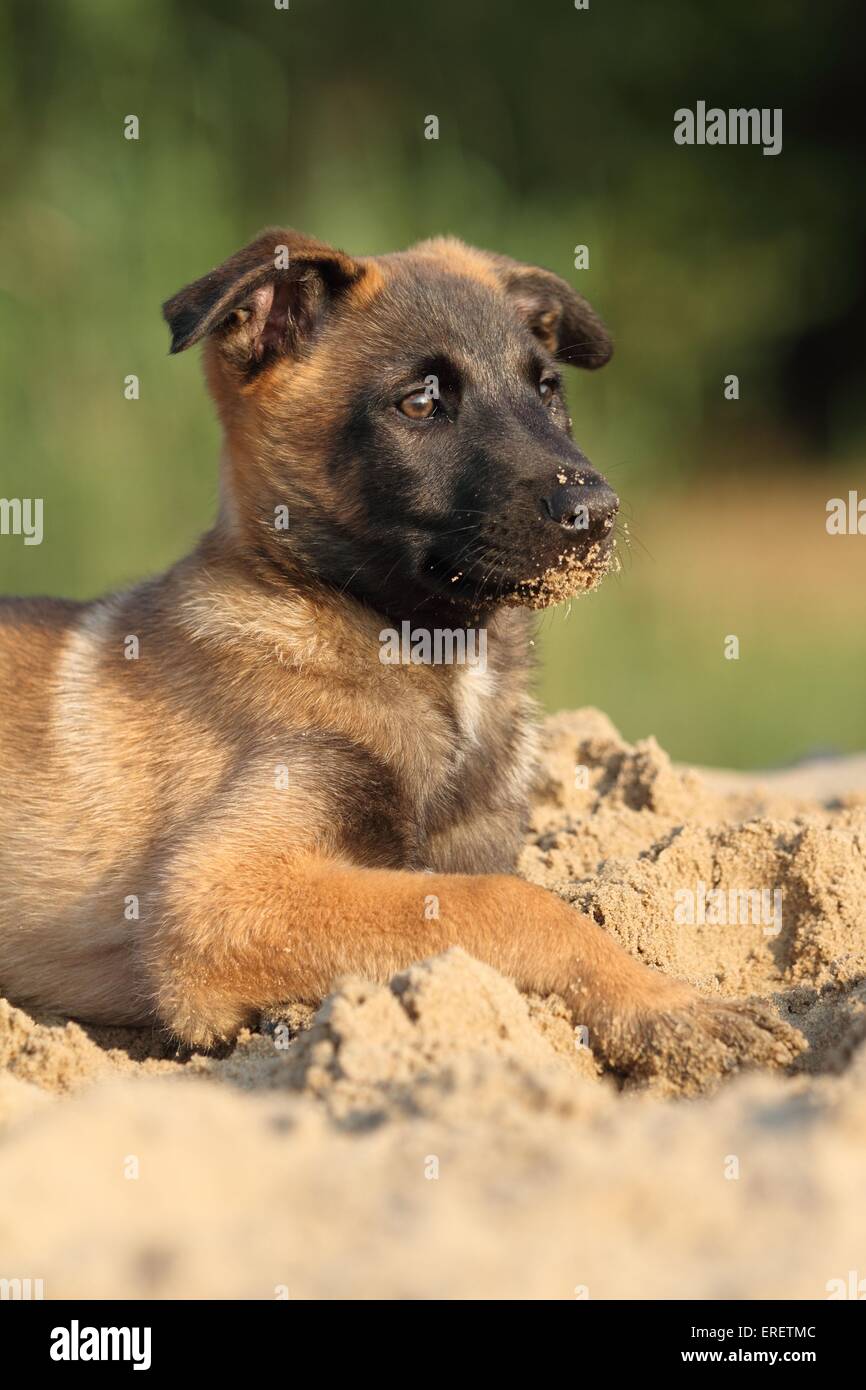 jeune Malinois Banque D'Images