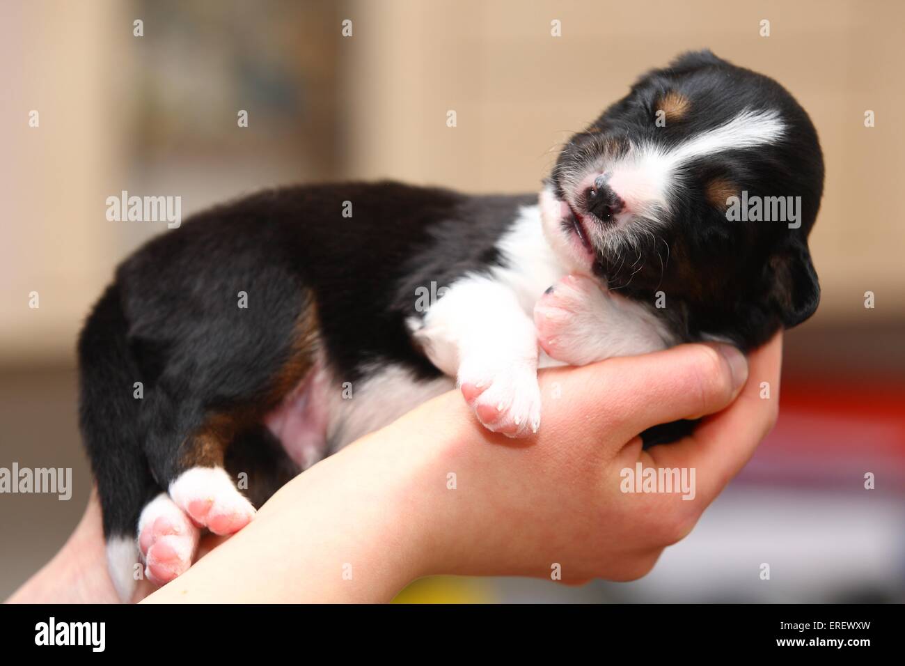 Bebe Berger Australien Photo Stock Alamy