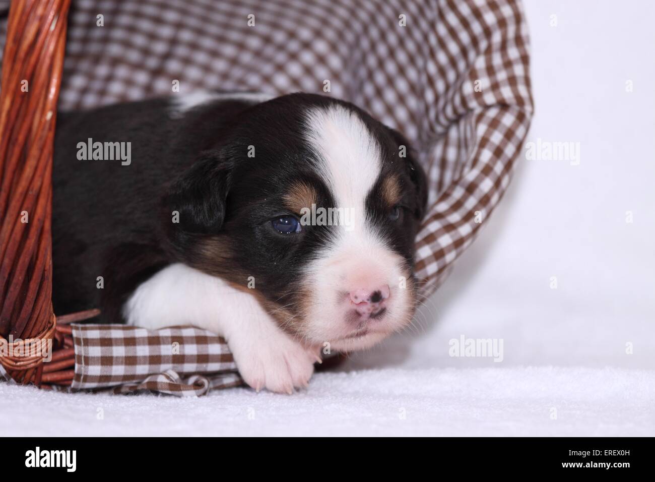 Bebe Berger Australien Photo Stock Alamy
