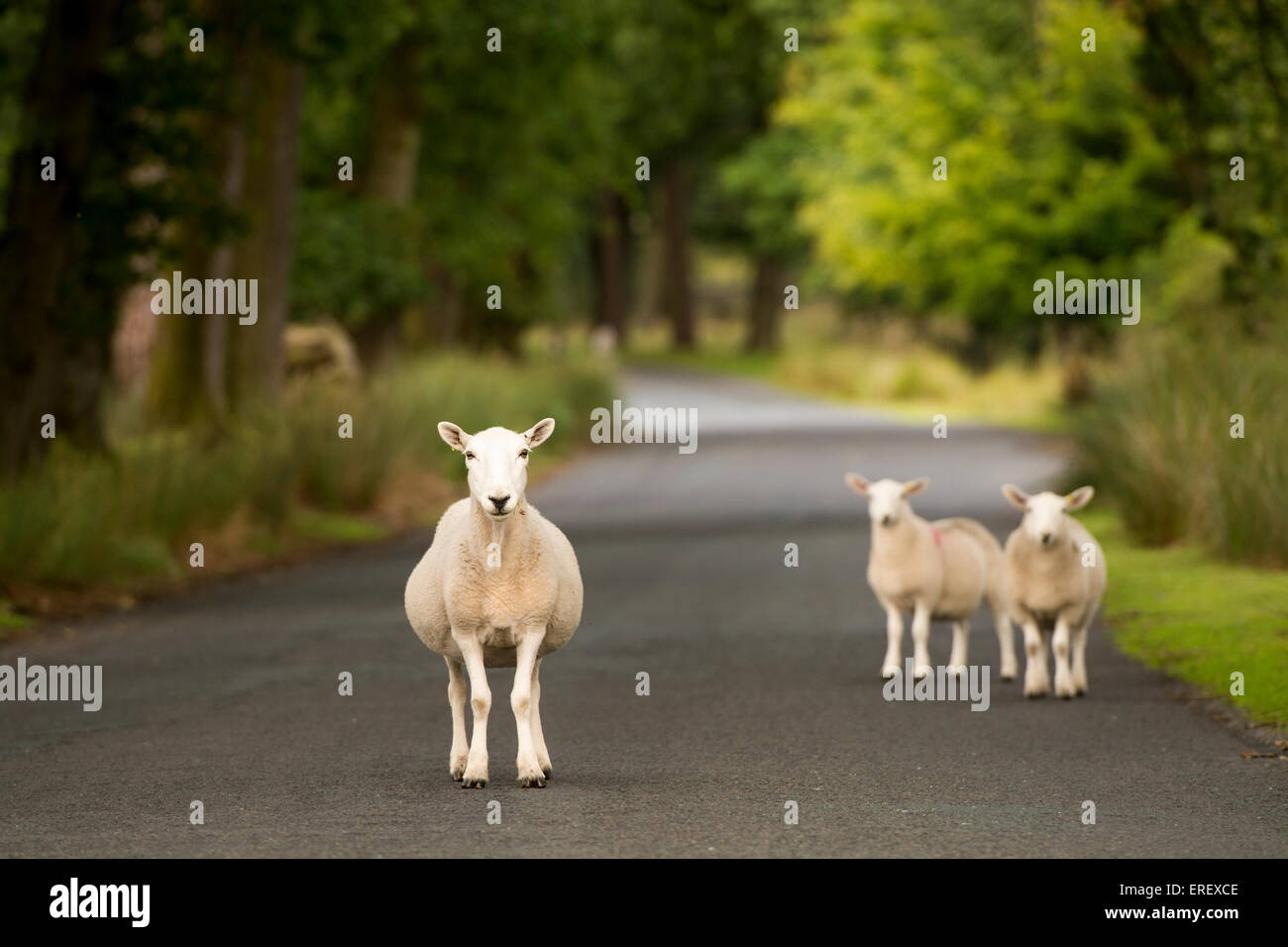 Moutons Cheviot sur la route dans l'auge de Bowland, Lancashire, Royaume-Uni. Banque D'Images