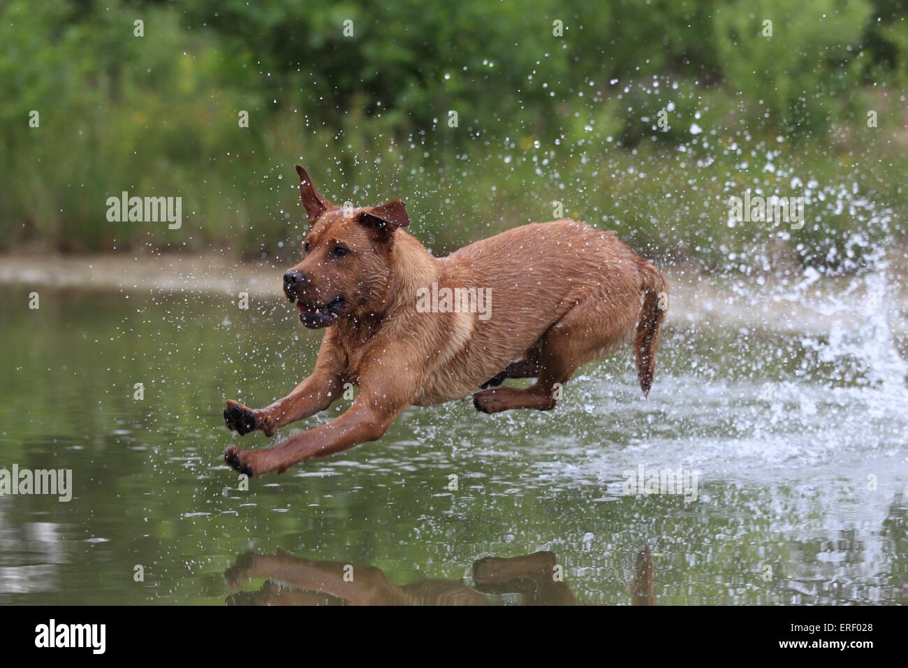 Jumping Labrador Retriever Banque D'Images