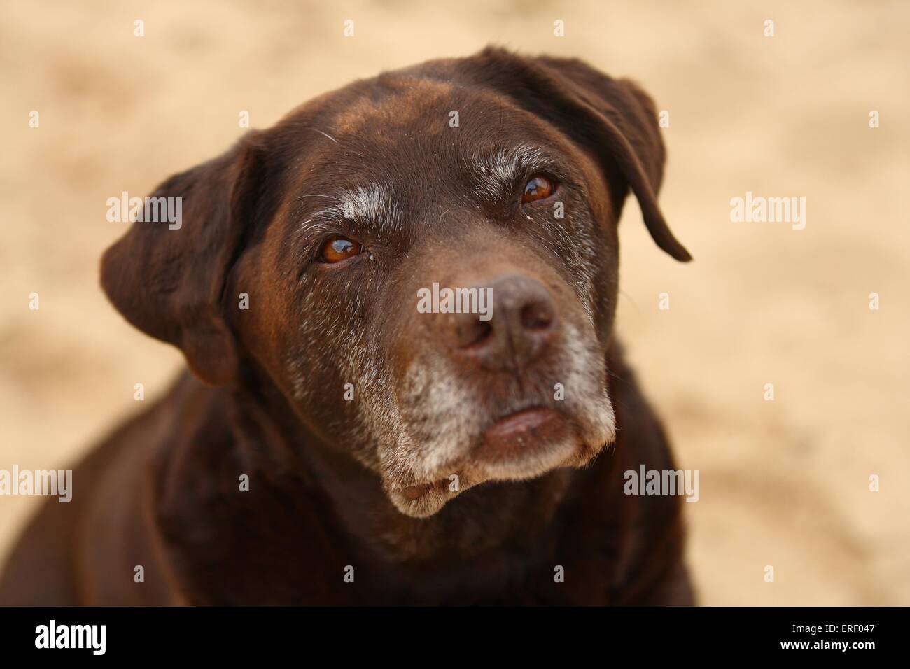 Labrador Retriever Portrait Banque D'Images