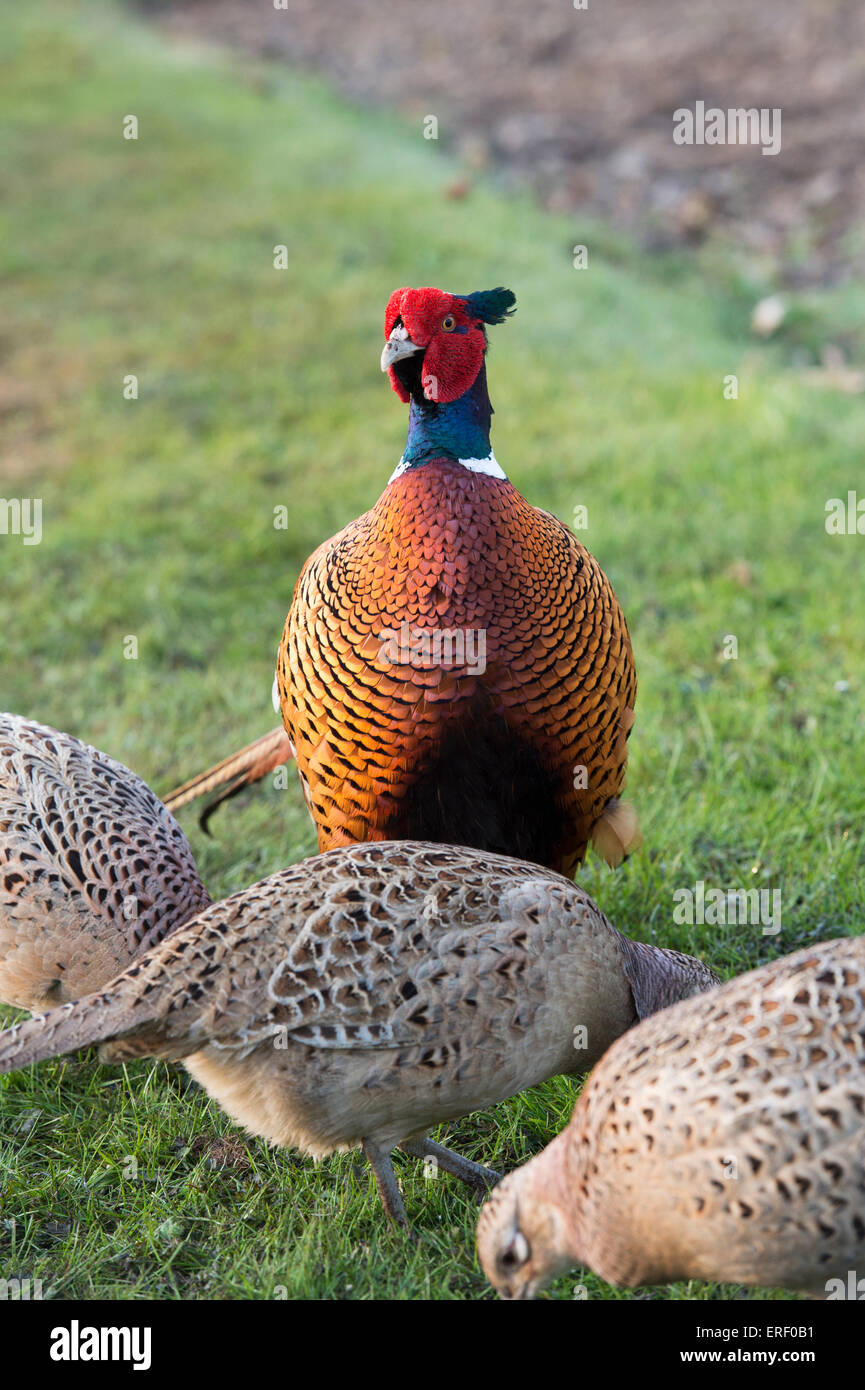 Phasianus colchicus. Le faisan mâle entouré par des femmes dans un jardin Banque D'Images