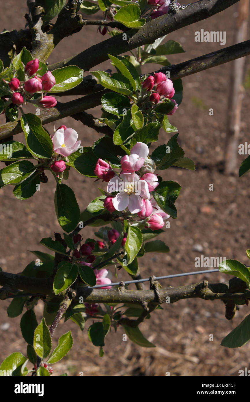 APPLE BLOSSOM DE L'ANGLAIS JAMES GRIEVE. Banque D'Images