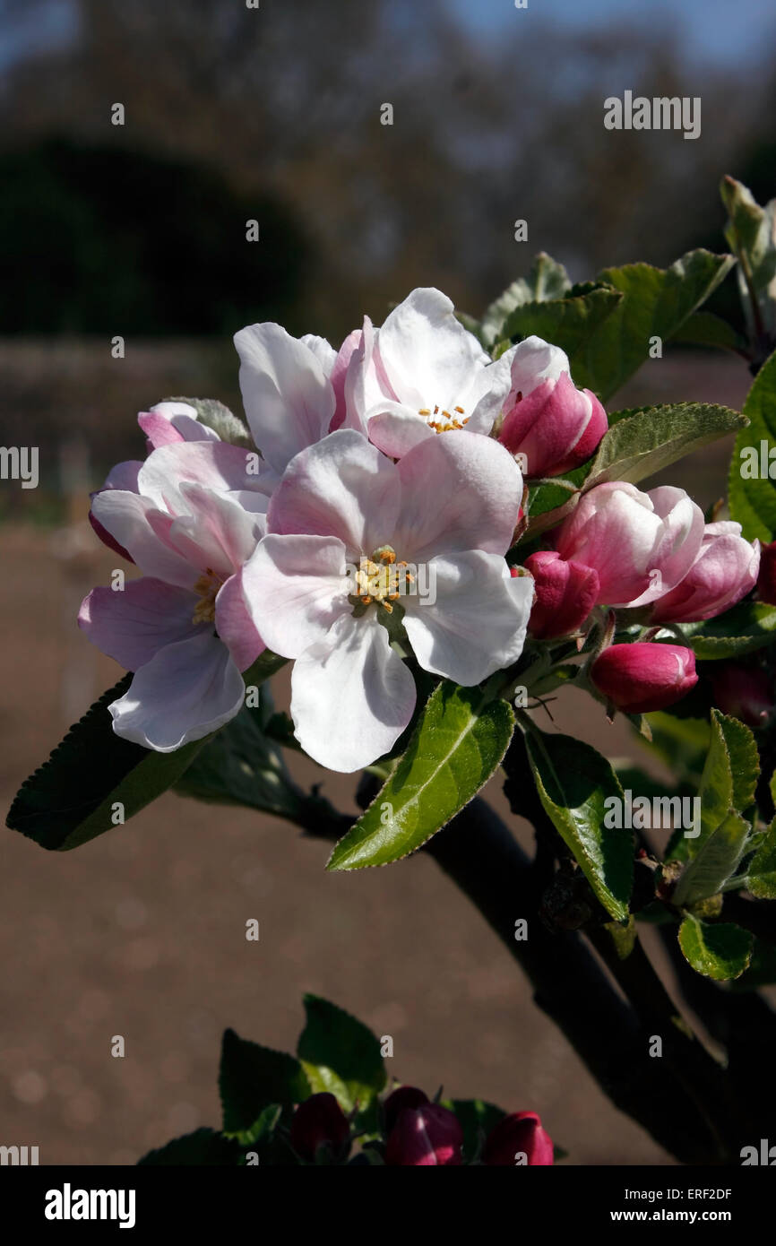 APPLE BLOSSOM DE L'ANGLAIS JAMES GRIEVE. Banque D'Images
