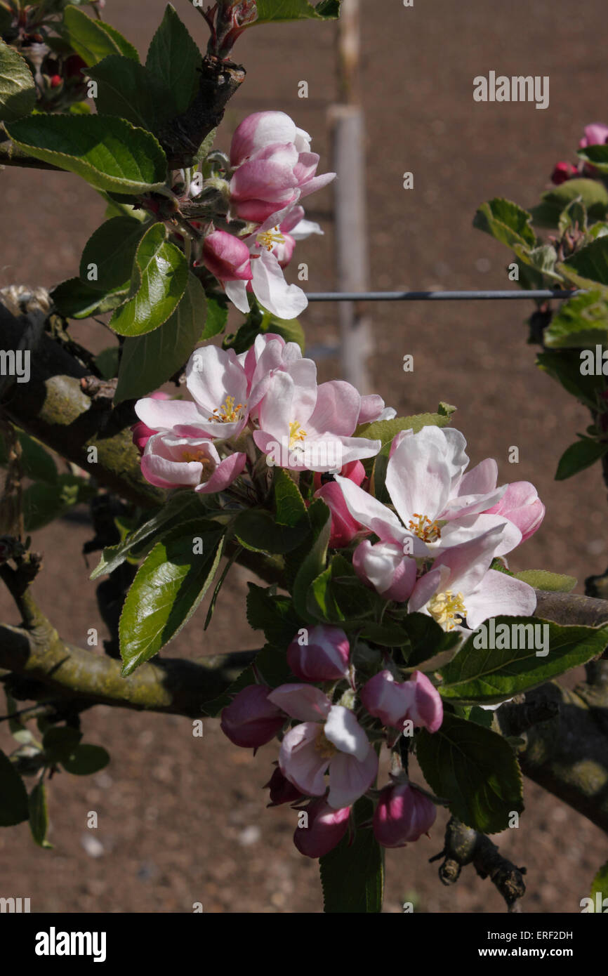 APPLE BLOSSOM DE L'ANGLAIS JAMES GRIEVE. Banque D'Images