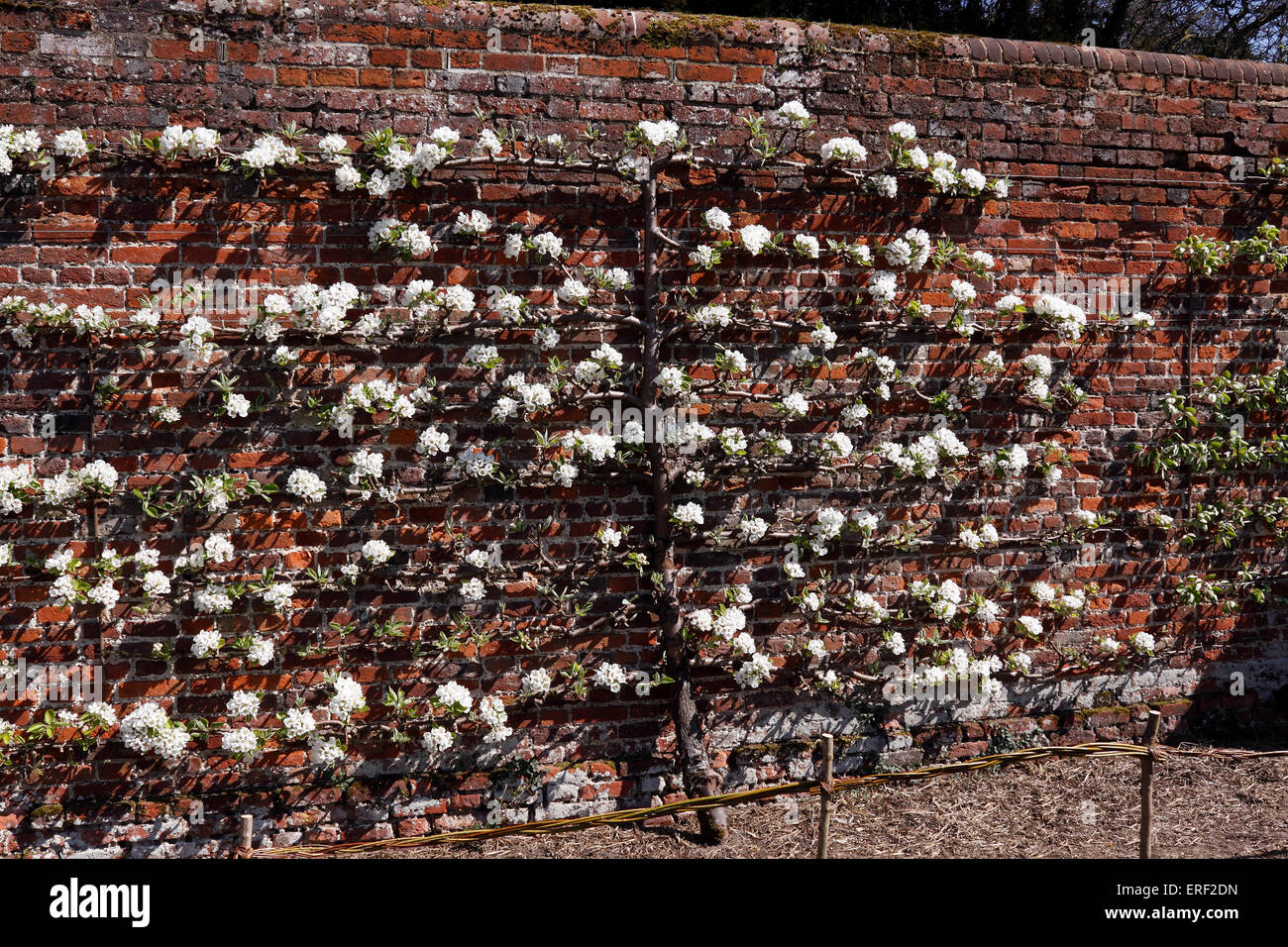 L'ESPALIER POIRIER cultivé contre un mur de briques. Banque D'Images