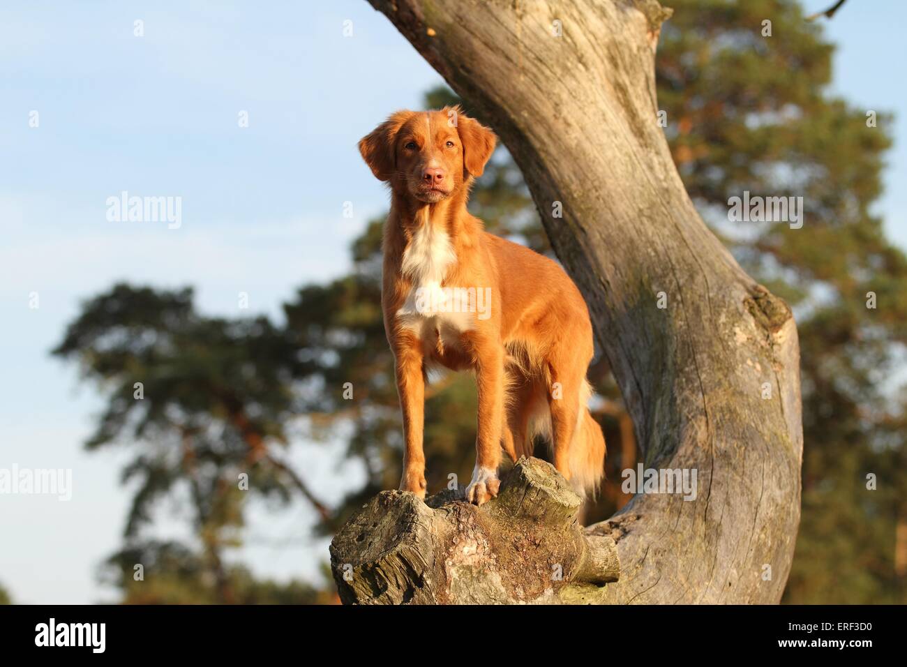 Nova Scotia Duck Tolling Retriever Banque D'Images