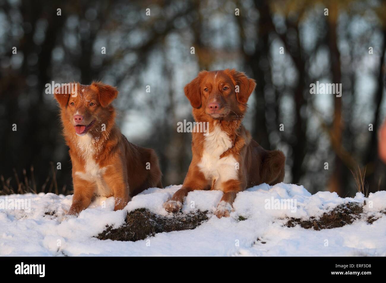 2 Nova Scotia Duck Tolling Retriever Banque D'Images