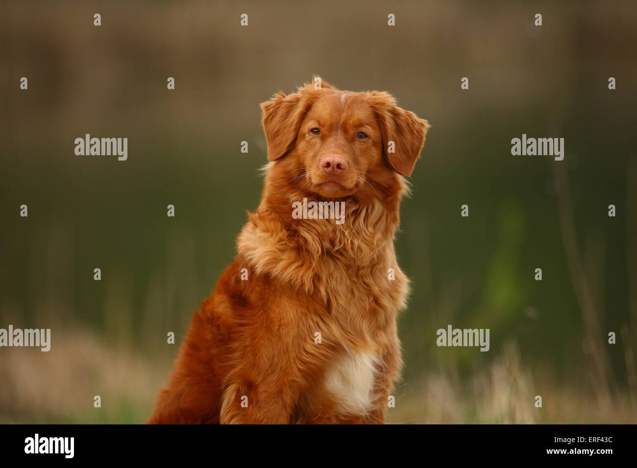 Nova Scotia Duck Tolling Retriever Portrait Banque D'Images