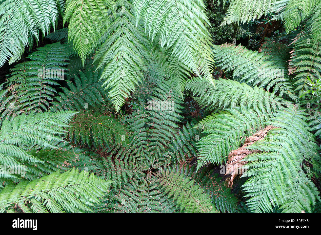 Punga, fougères arborescentes, d'en haut, la forêt de Pureora, île du Nord, Nouvelle-Zélande Banque D'Images