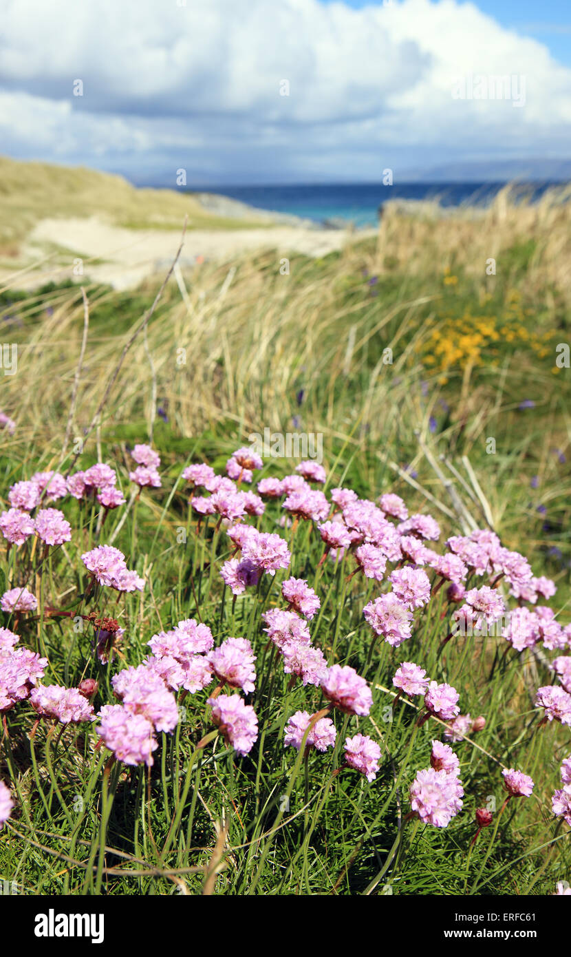 Pink sea thrift sur Eilean Annraidh une petite île inhabitée au large de l'extrémité nord d'Iona dans l'Ecosse des Hébrides intérieures Banque D'Images