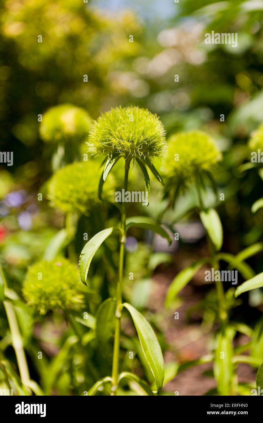 Ballon Vert plante (Dianthus barbatus) Banque D'Images