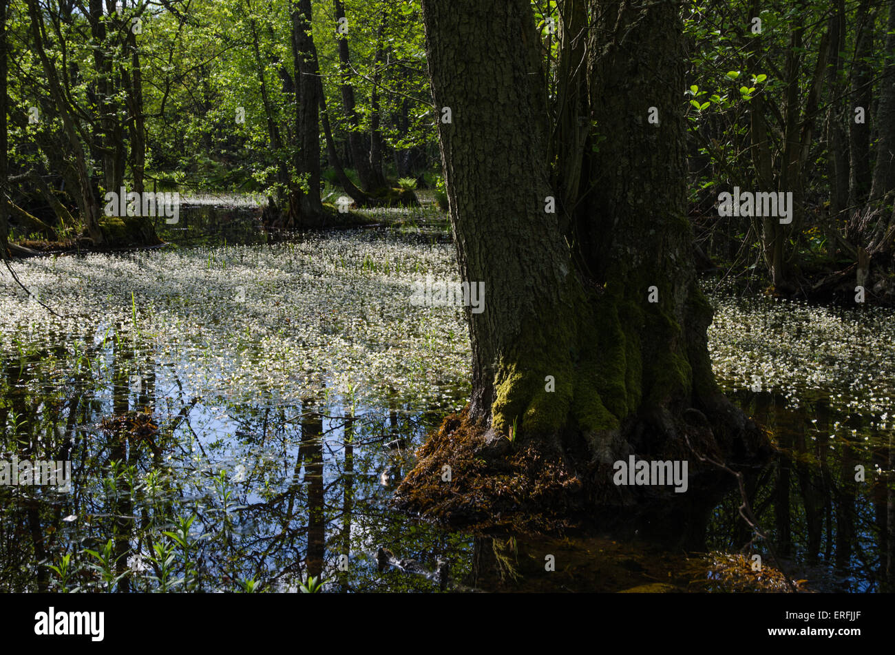 L'eau des fleurs-crowfoot au printemps dans une petite zone marécageuse avec arbres moussus Banque D'Images