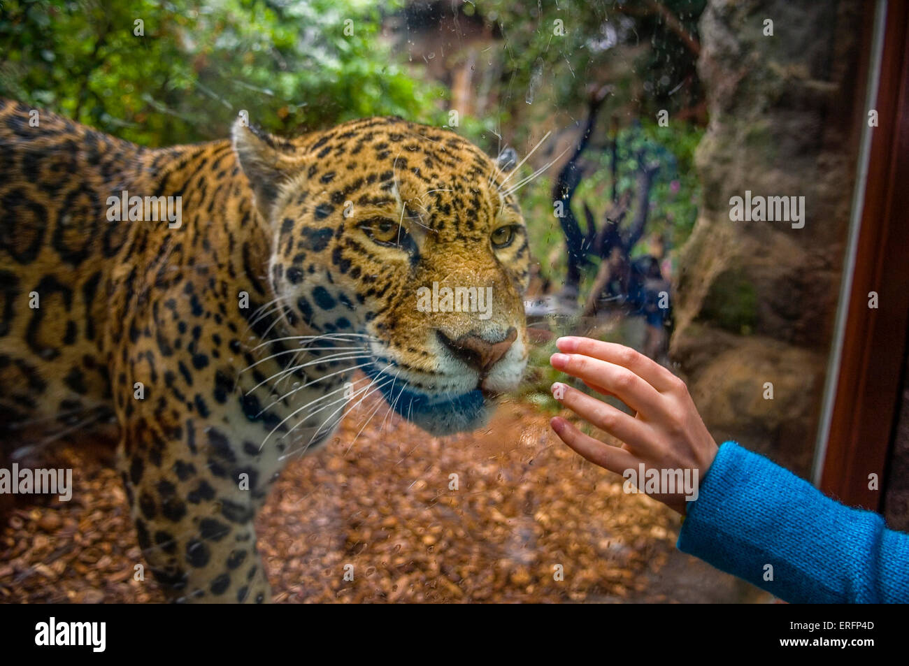 Jaguar à Loro Parque. Puerto de la Cruz. Tenerife. Îles Canaries. L'Espagne. Banque D'Images