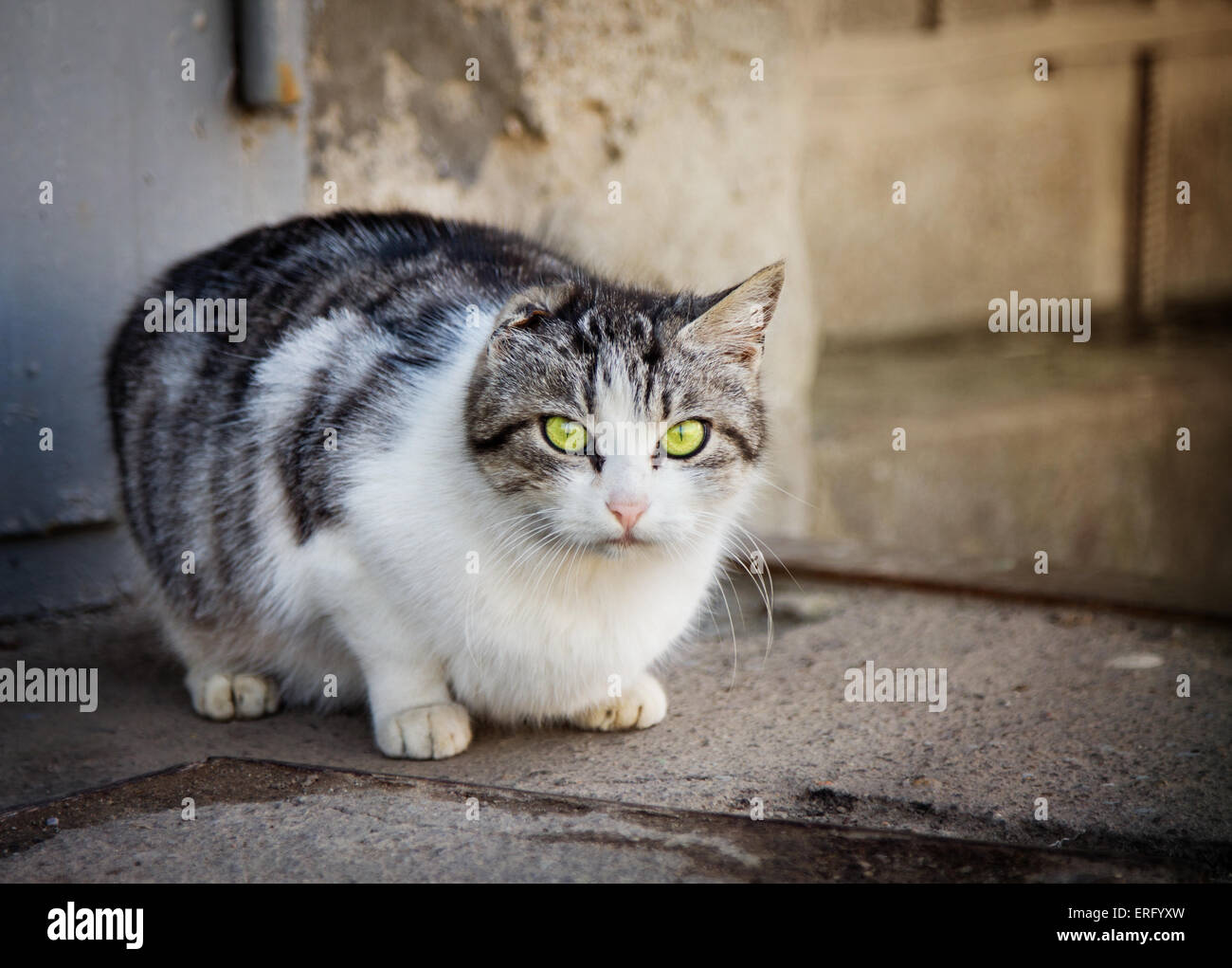 Les sans-abri stripy chat sans oreille looking at camera Banque D'Images