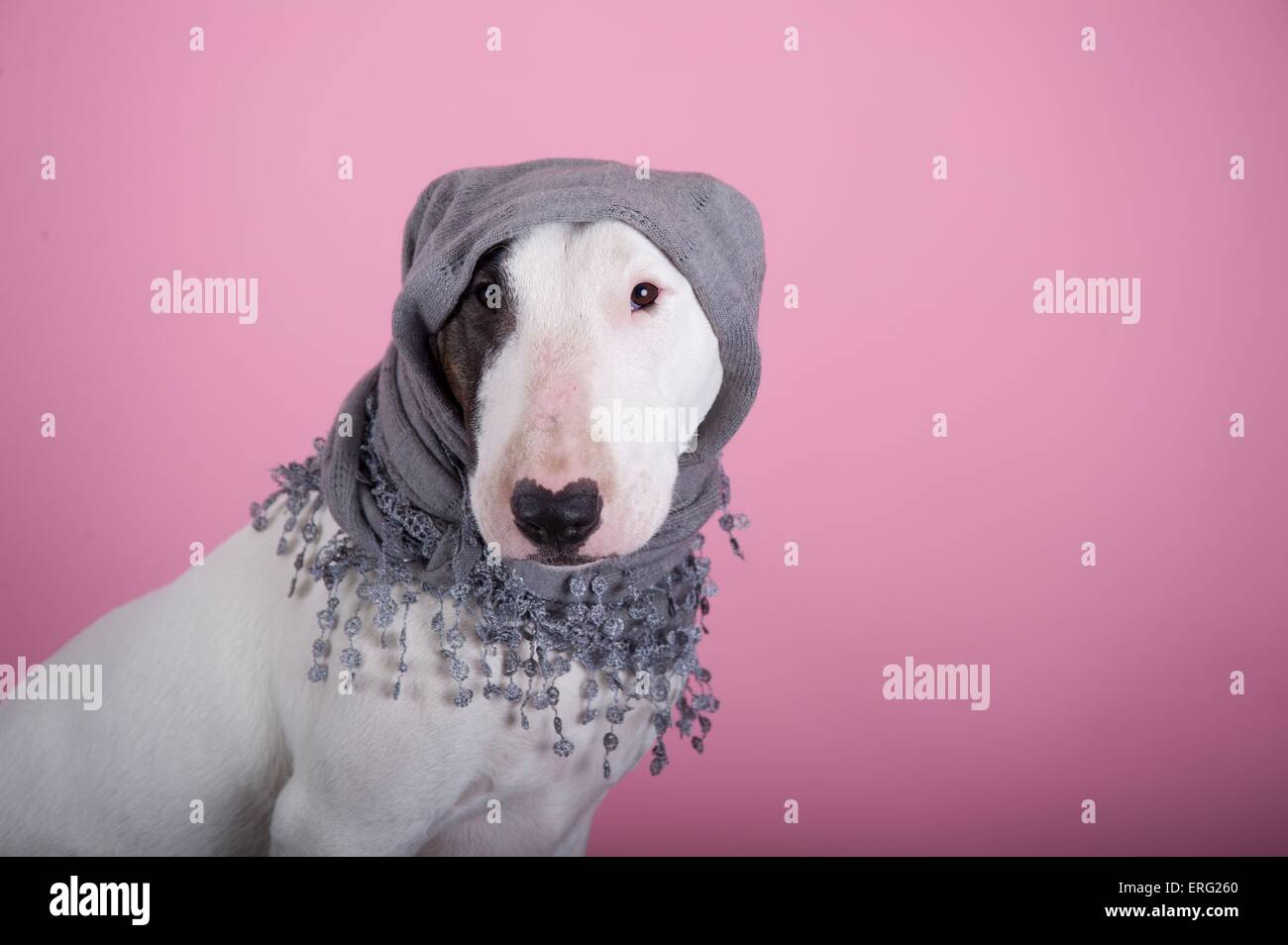 Chien avec écharpe rose Banque de photographies et d'images à haute  résolution - Alamy