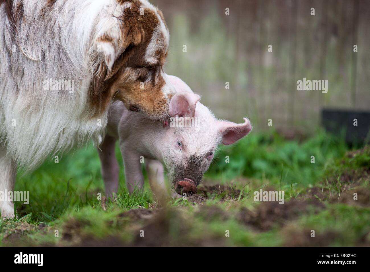 Porcinet et chien Banque D'Images