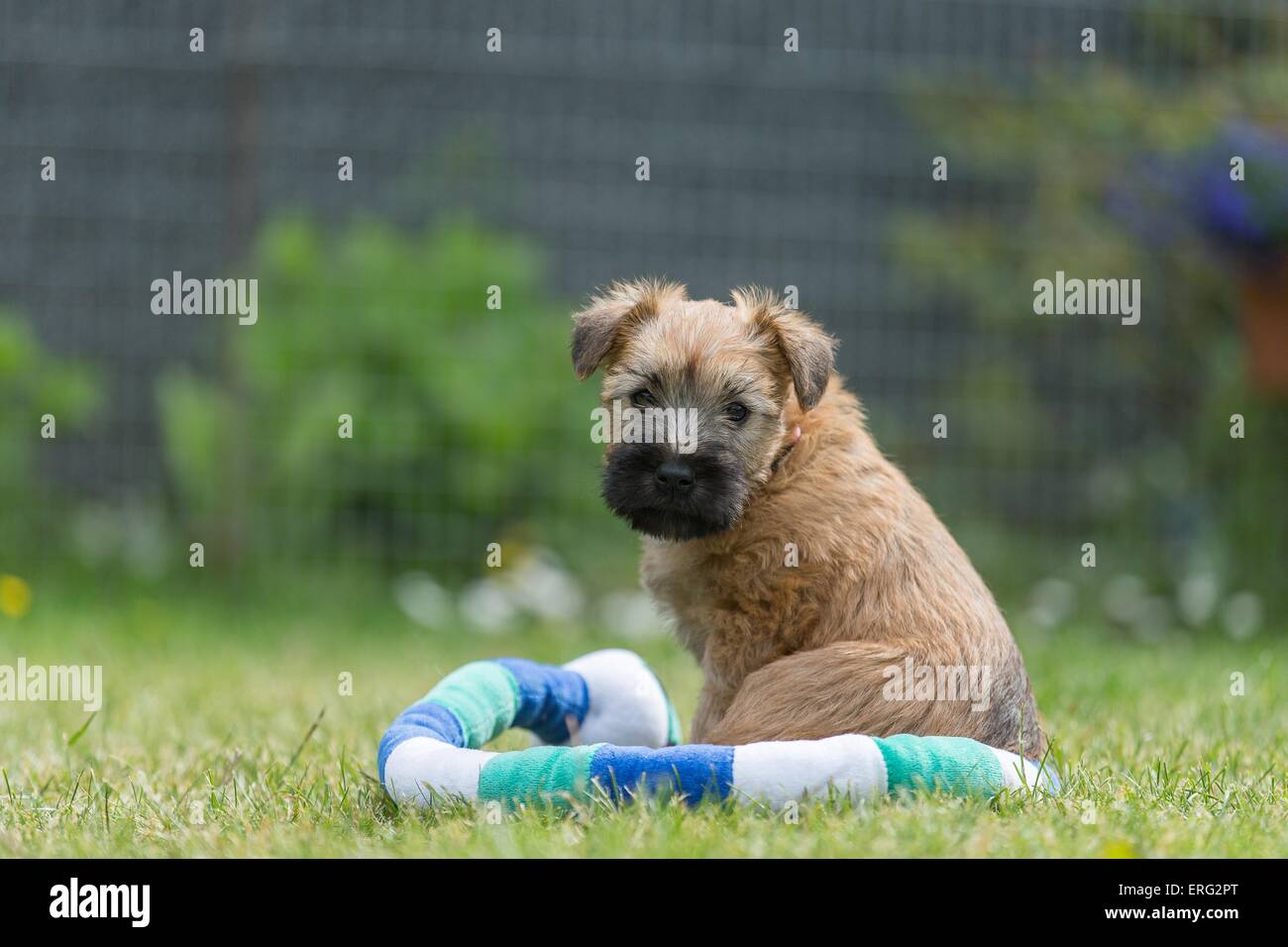 Irish Soft Coated Wheaten Terrier Puppy Banque D'Images