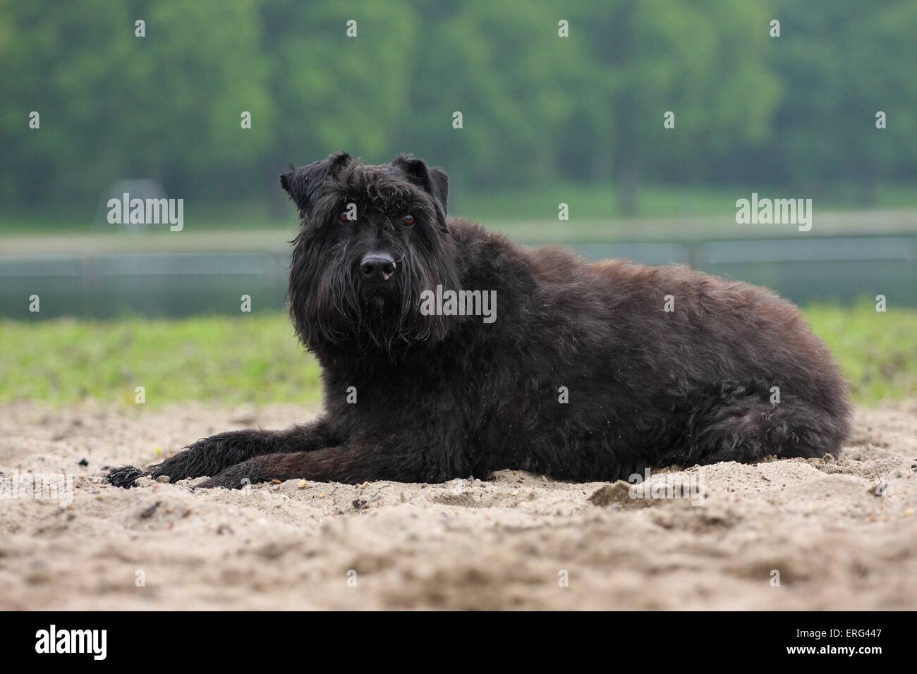 Bouvier des Flandres Banque D'Images