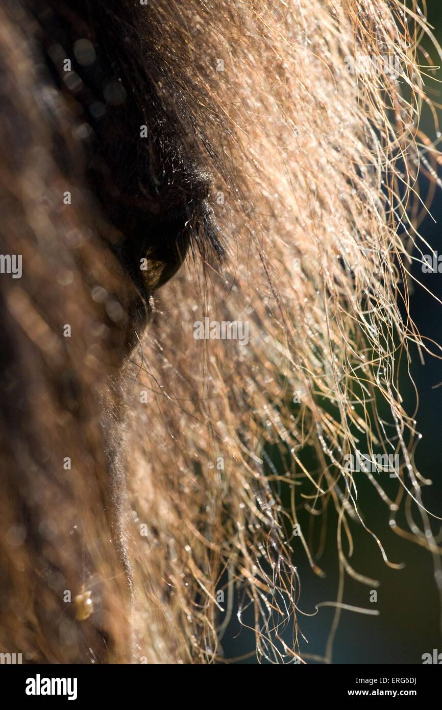 Icelandic horse eye Banque D'Images