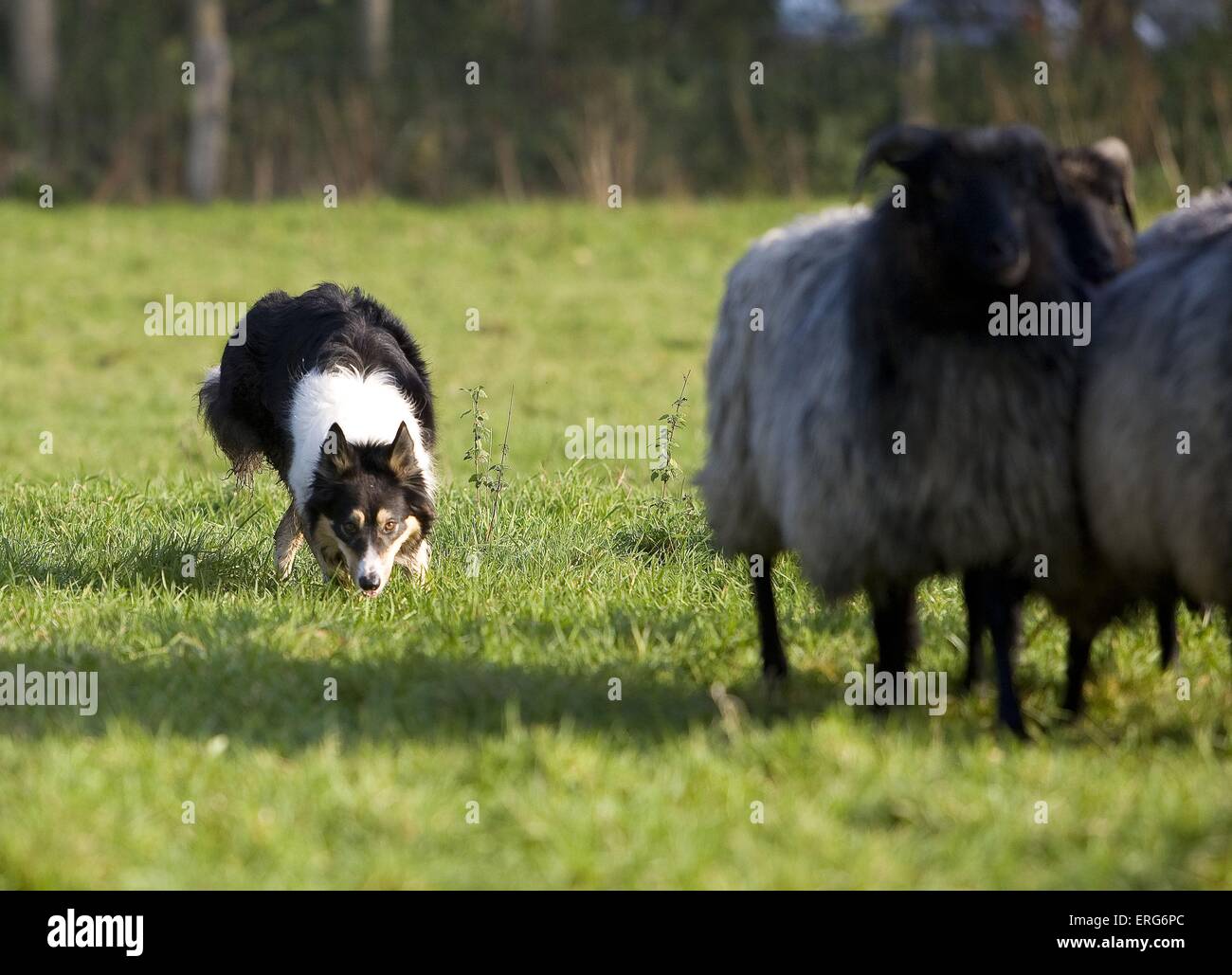 Border Collie élevage Banque D'Images