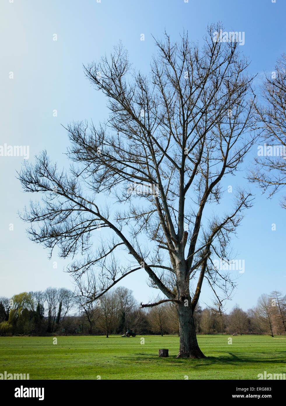 Un spécimen arbre sur Marsh Meadows Henley-on-Thames dans le Chiltern Hills south Oxfordshire England UK Banque D'Images