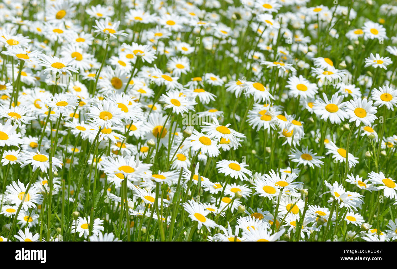 Belles marguerites sur le terrain. Fleurs d'été Banque D'Images