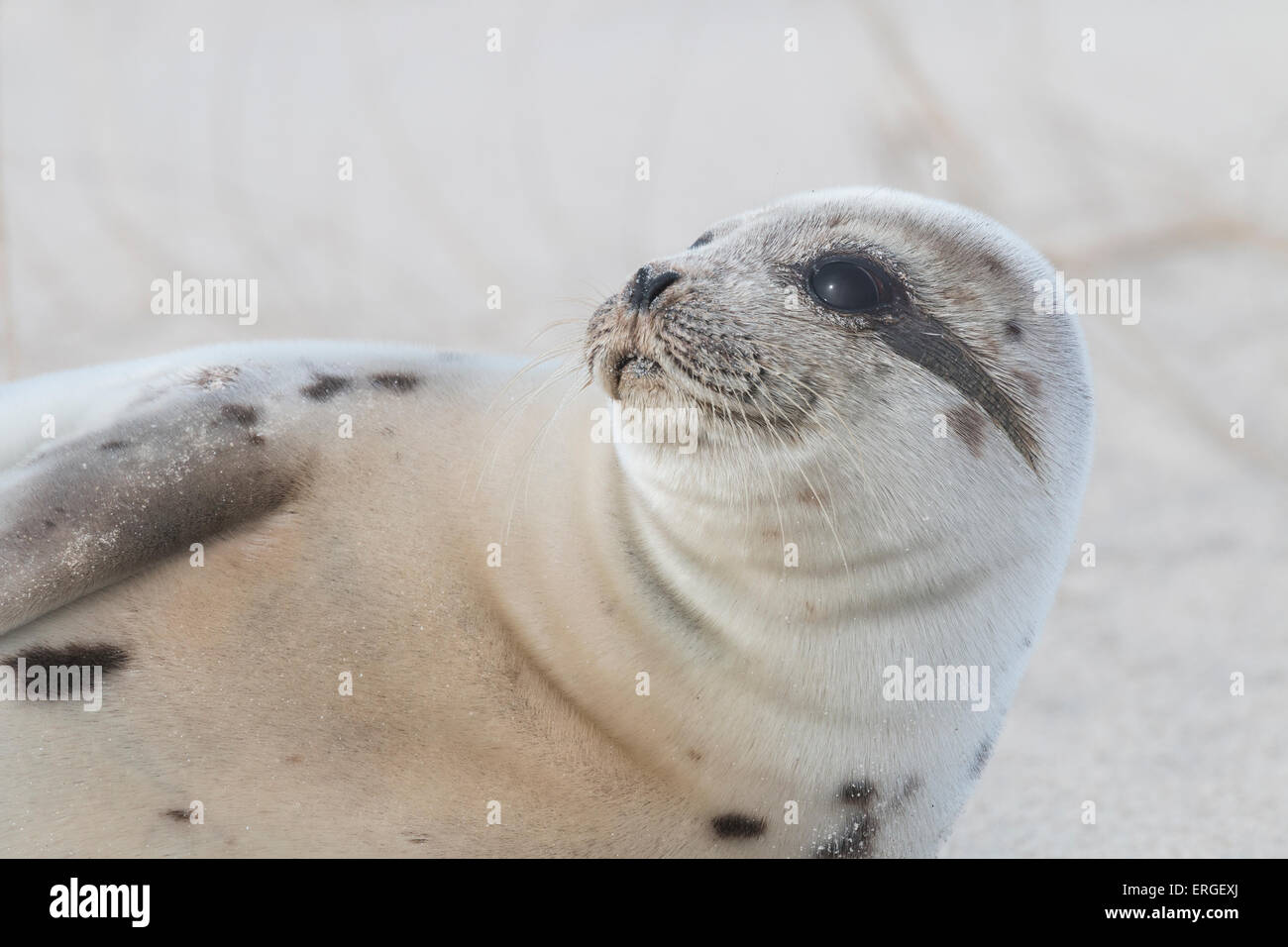 Un Phoque du Groenland se reposant sur la plage de Assateague Island National Seashore Banque D'Images