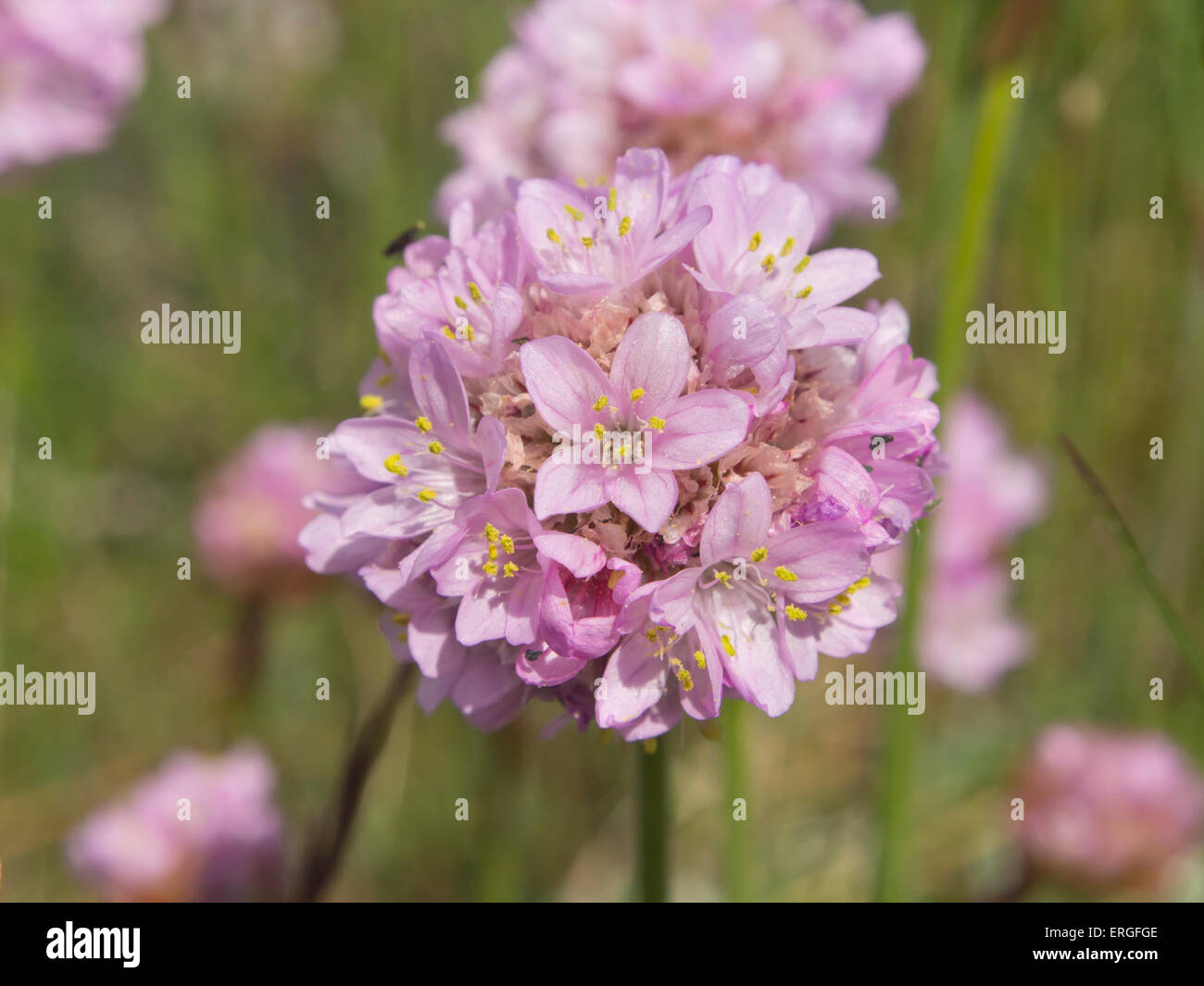 Armeria maritima, sea thrift, une fleur rose vif sur la côte norvégienne, mais aussi 'county' Fleur d'Isles of Scilly Banque D'Images