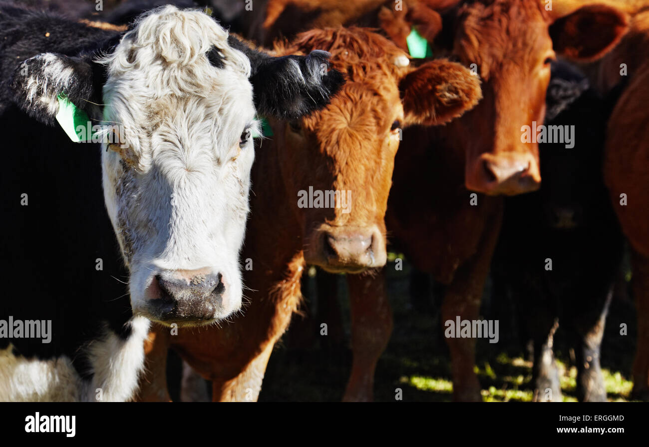 Ferme d'élevage, troupeau de vaches Banque D'Images