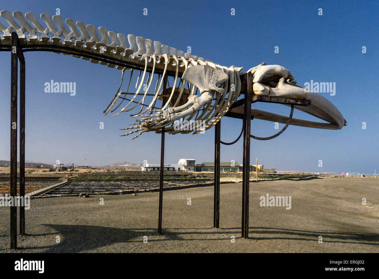 Squelette de baleine, des salines en Caleta de Fuste, Fuerteventura, Espagne Banque D'Images
