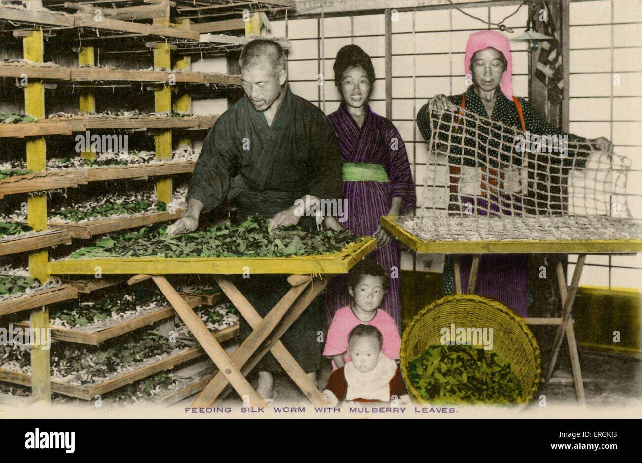 Les travailleurs japonais nourrir les vers à soie, fin de la période Meiji (1868-1912). Les vers à soie manger presque rien à part les feuilles de la Banque D'Images