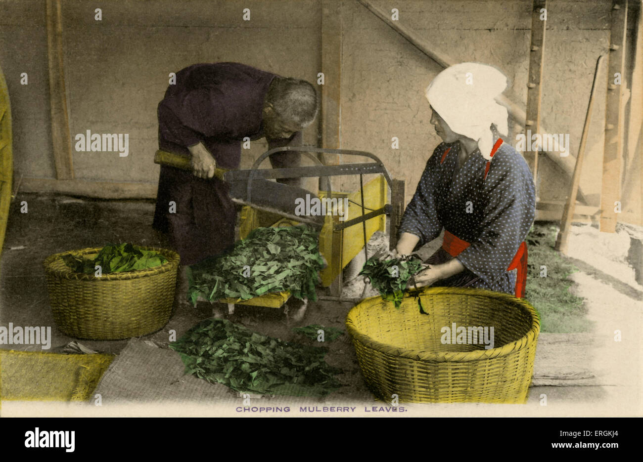 Les travailleurs japonais couper des feuilles de mûrier, la fin de l'ère Meiji (1868-1912). Les vers à soie presque exclusivement mangent les feuilles des Banque D'Images