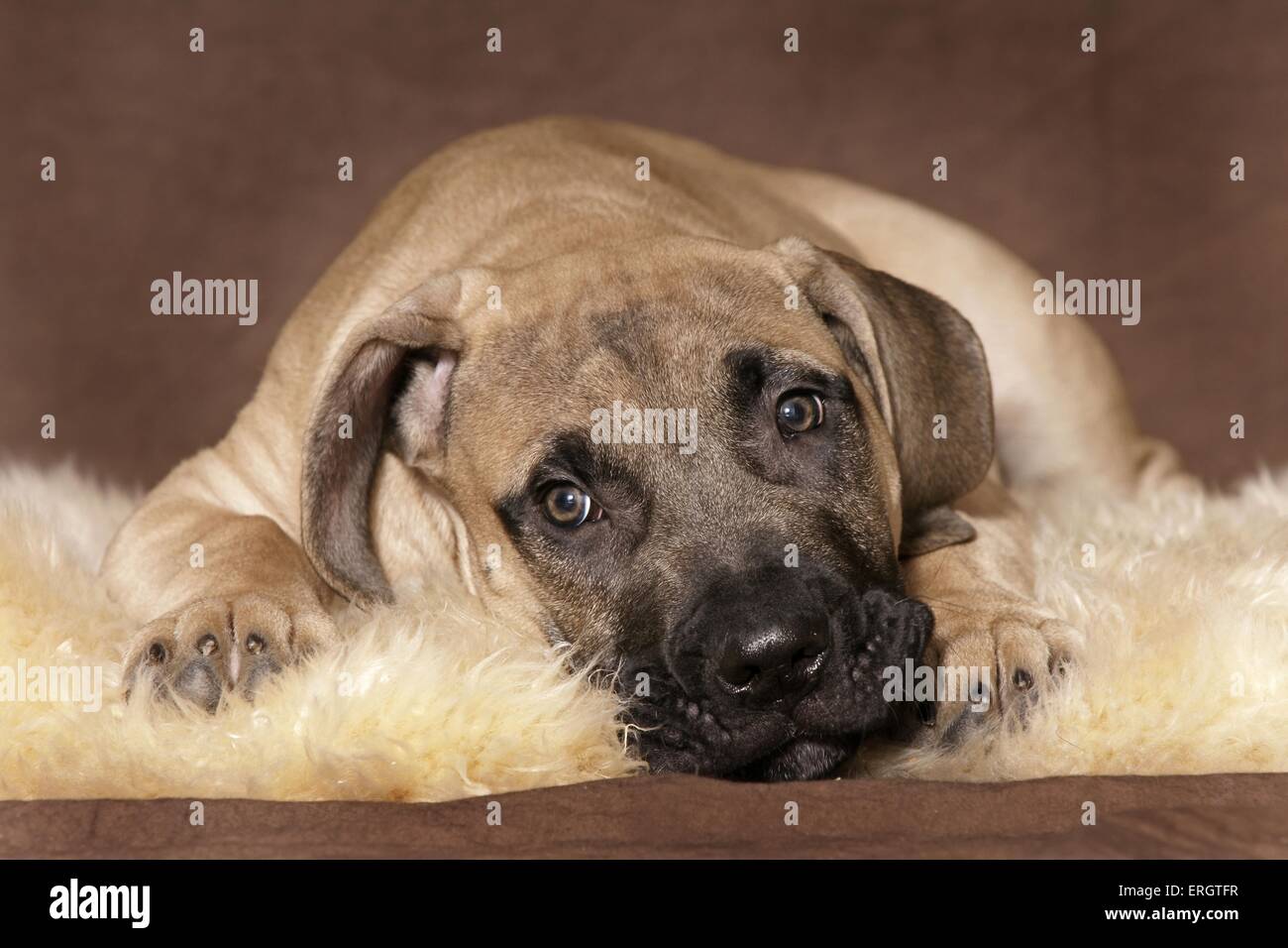 Chiot Dogo Canario Photo Stock - Alamy