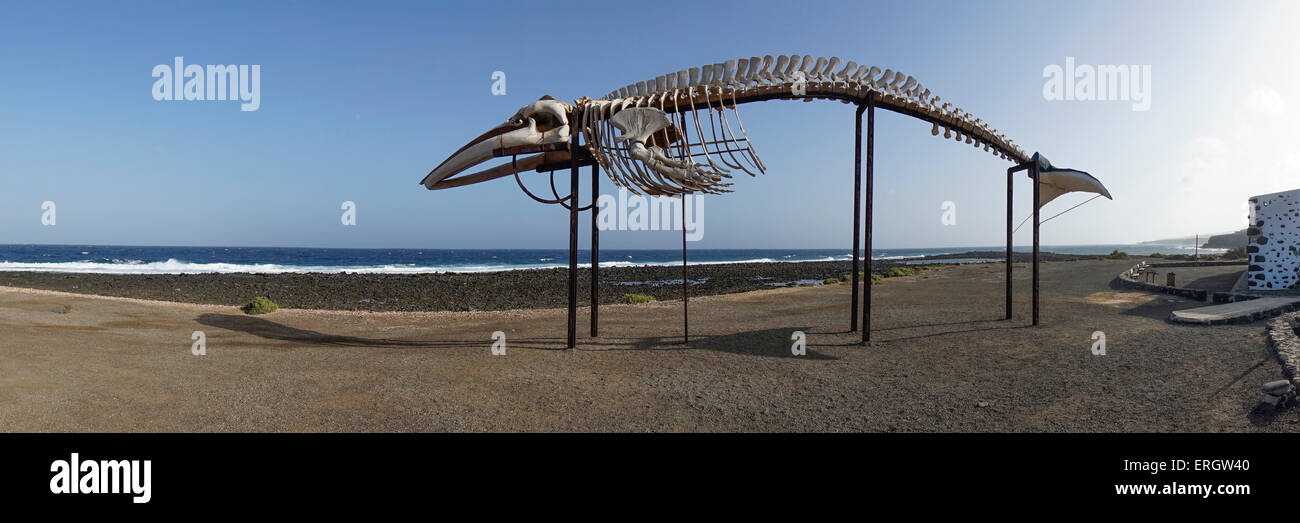 Squelette de baleine près de Salinas, Caleta de Fuste, Fuerteventura, îles Canaries , Espagne, Banque D'Images