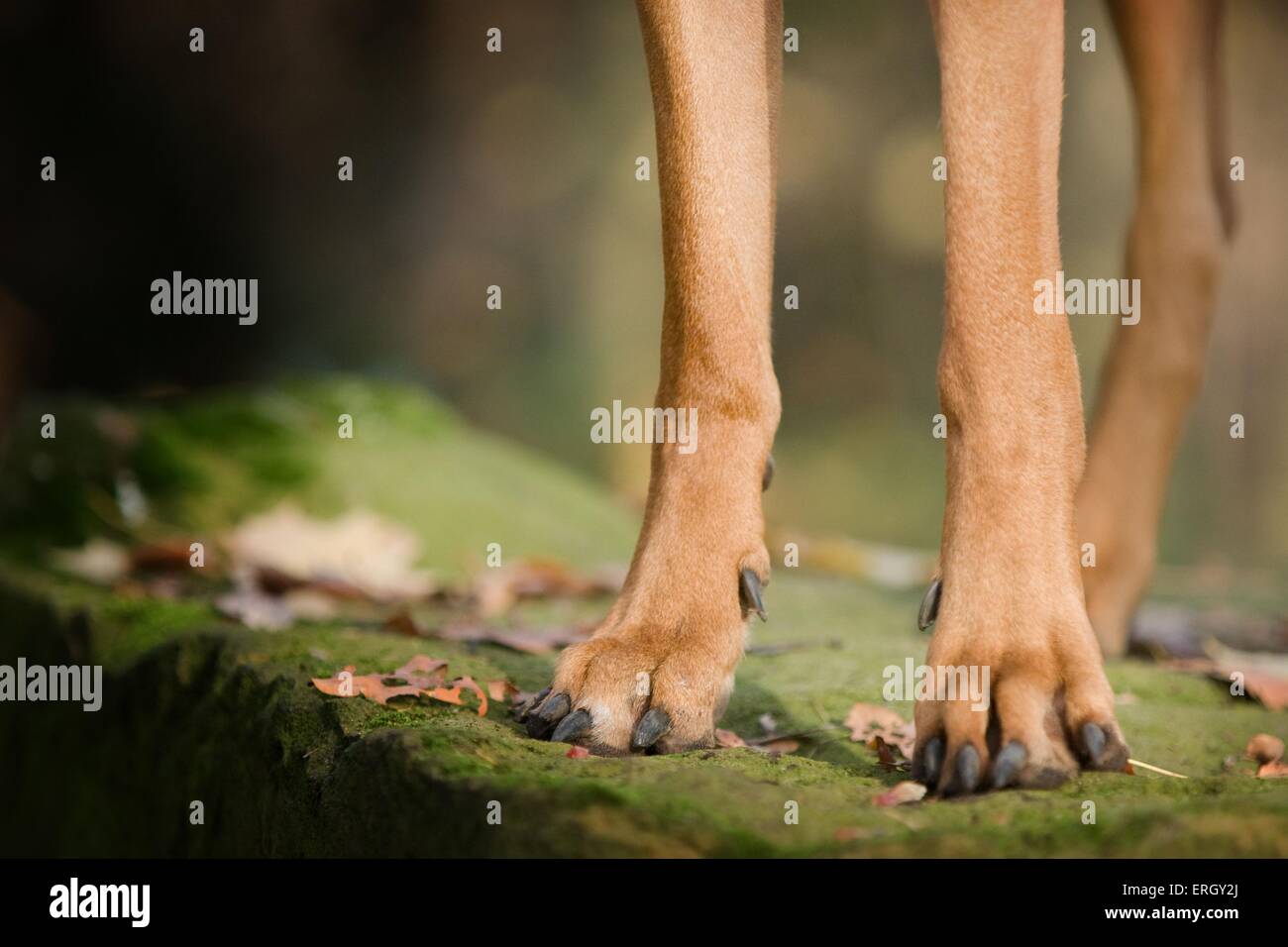 Le Rhodesian Ridgeback jambes Banque D'Images