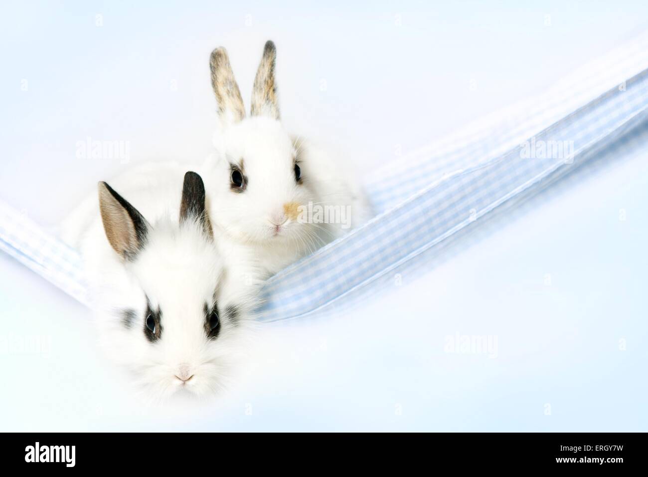 jeunes lapins Banque D'Images