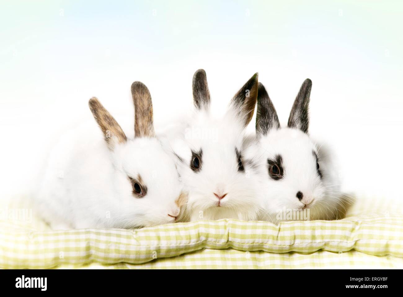 jeunes lapins Banque D'Images