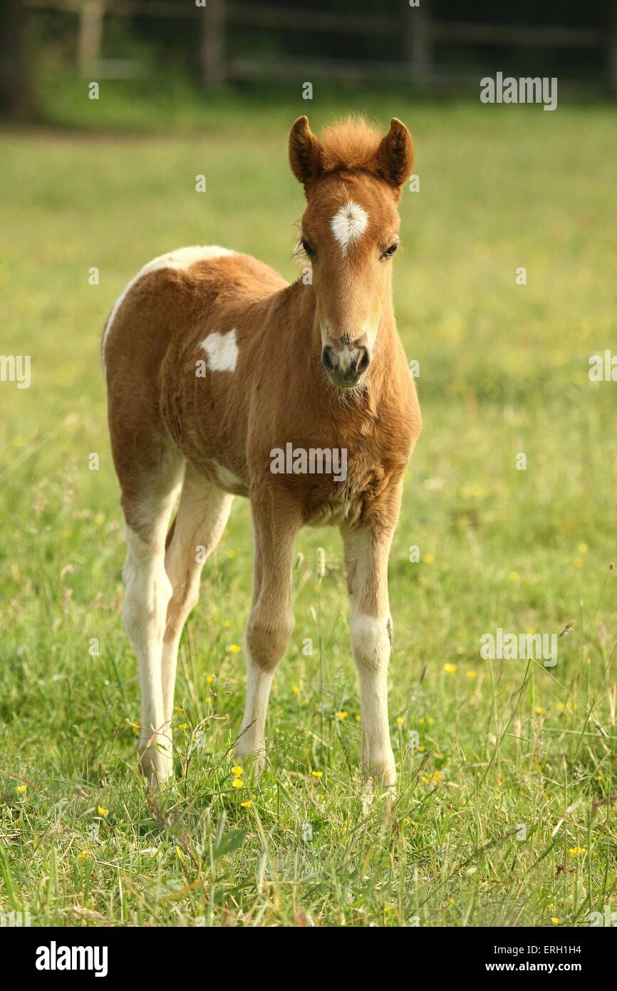 Icelandic Horse foal Banque D'Images