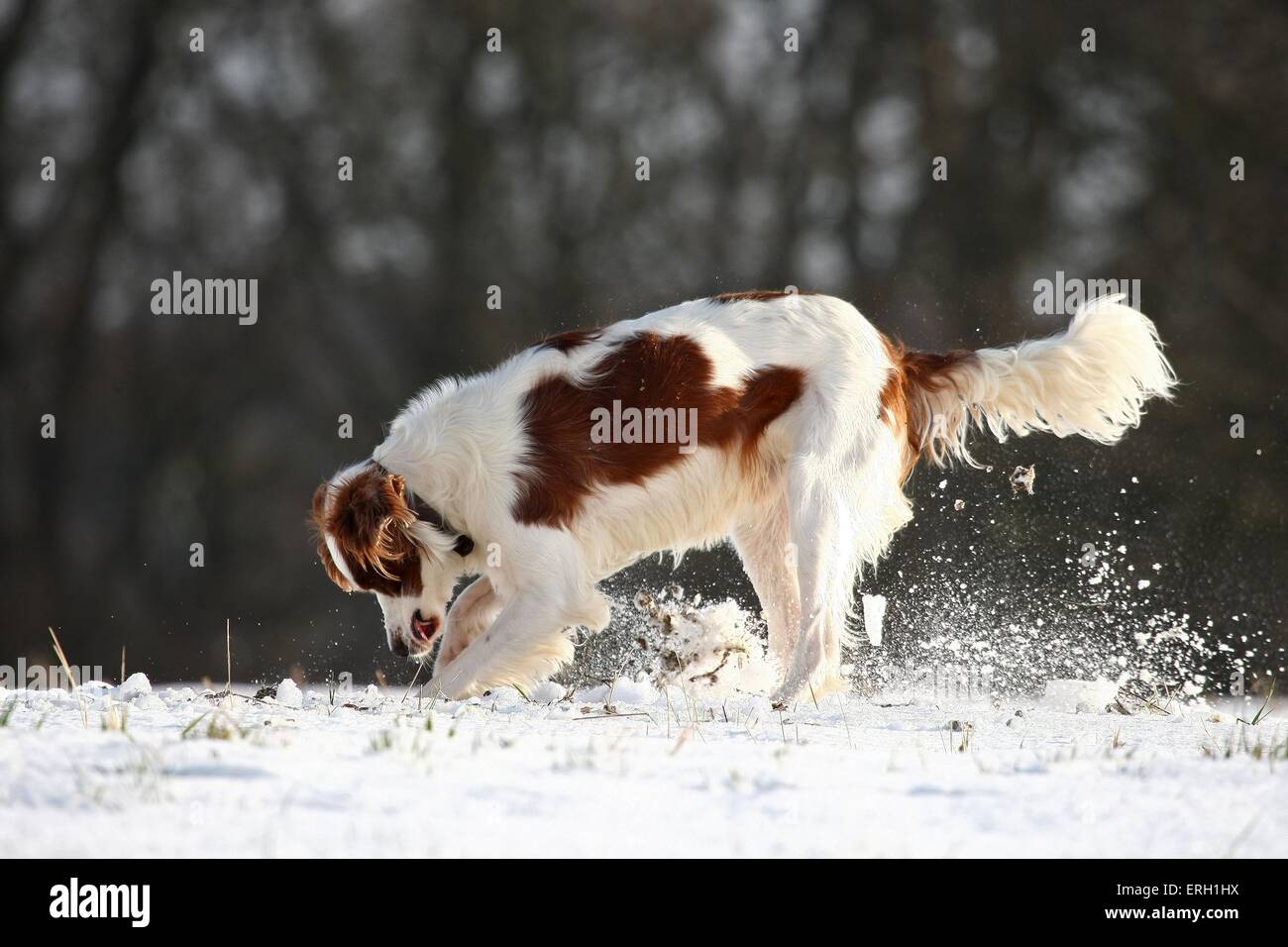 Creuser Irlandais rouge et blanc Setter Banque D'Images