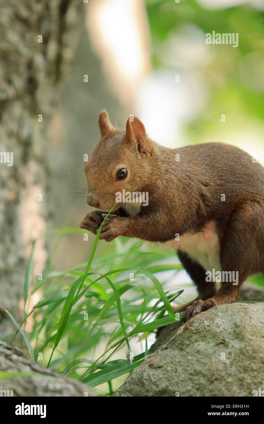 Hokkaido japonais Écureuil roux (Sciurus vulgaris) Orientis sur Mt Maruyama, près du centre de Sapporo, Hokkaido, Japon. Banque D'Images