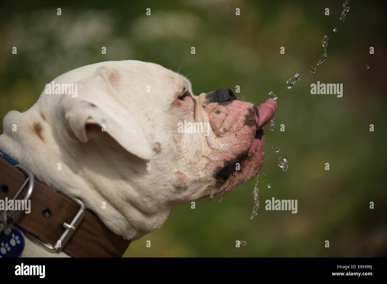 Bouledogue américain potable Banque D'Images