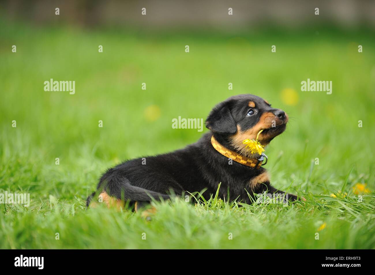Chiot Beauceron Photo Stock Alamy Chiot Beauceron Photo Stock Alamy