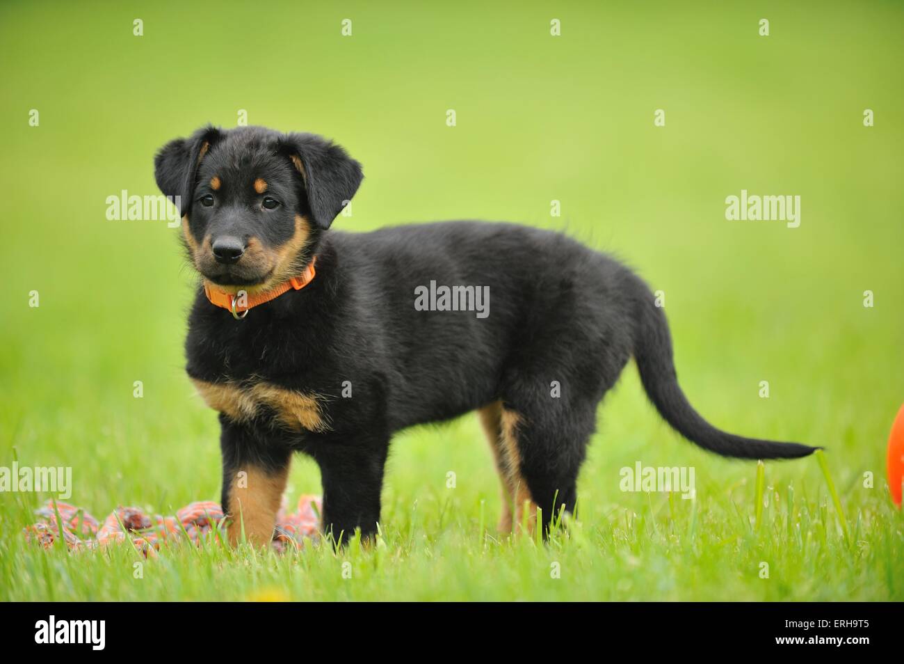 Chiot Beauceron Photo Stock Alamy Chiot Beauceron Photo Stock Alamy